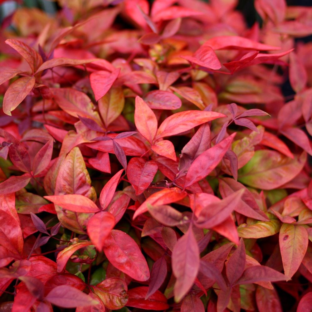 <i>Nandina domestica</i> <b class=small-caps>Blush Pink</b> ('Aka') (PBR)