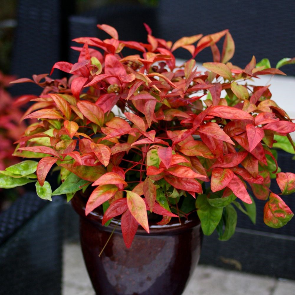 <i>Nandina domestica</i> <b class=small-caps>Blush Pink</b> ('Aka') (PBR)