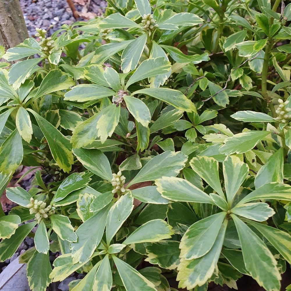 <i>Pachysandra terminalis</i> 'Variegata'