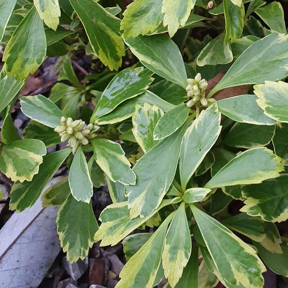 <i>Pachysandra terminalis</i> 'Variegata'