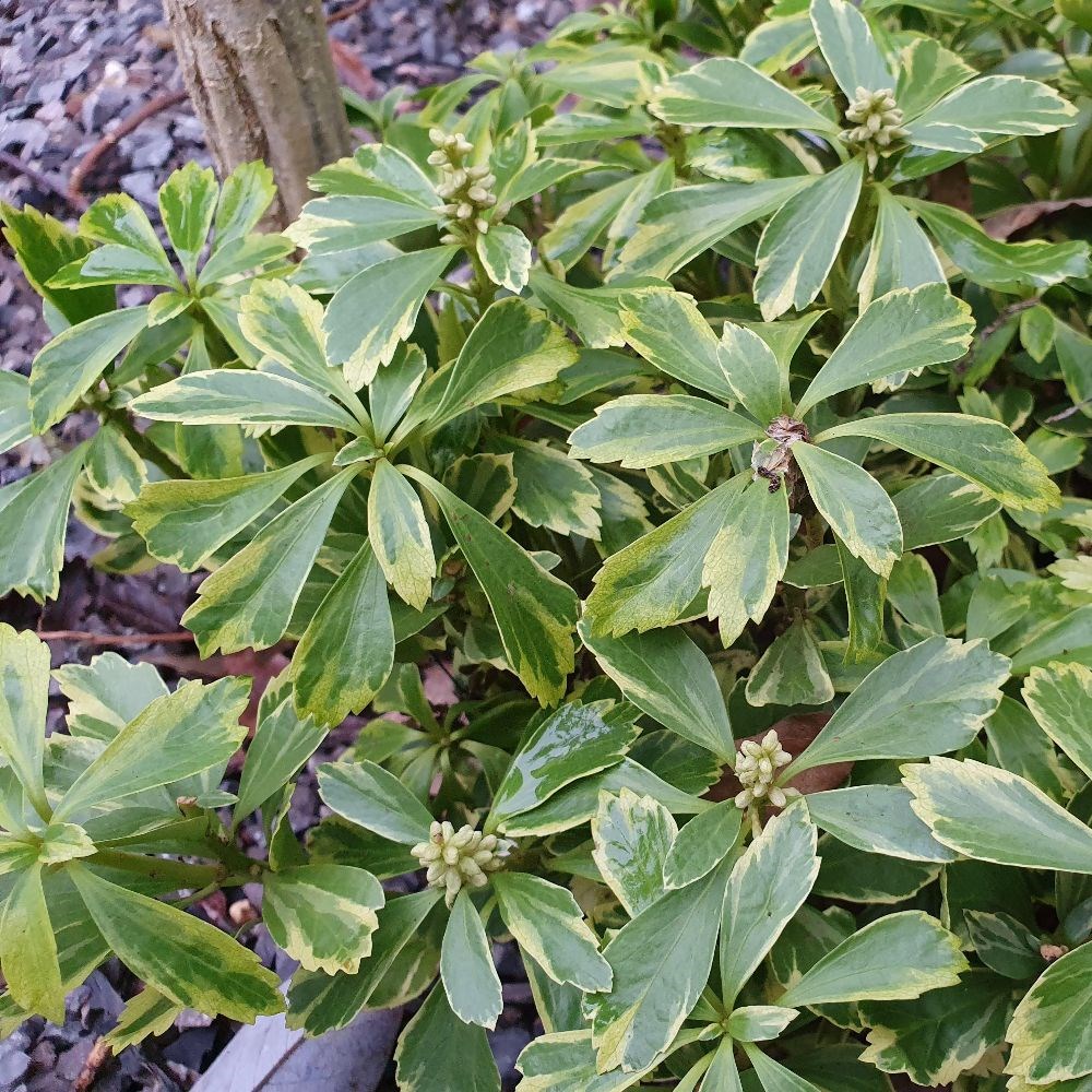 <i>Pachysandra terminalis</i> 'Variegata'