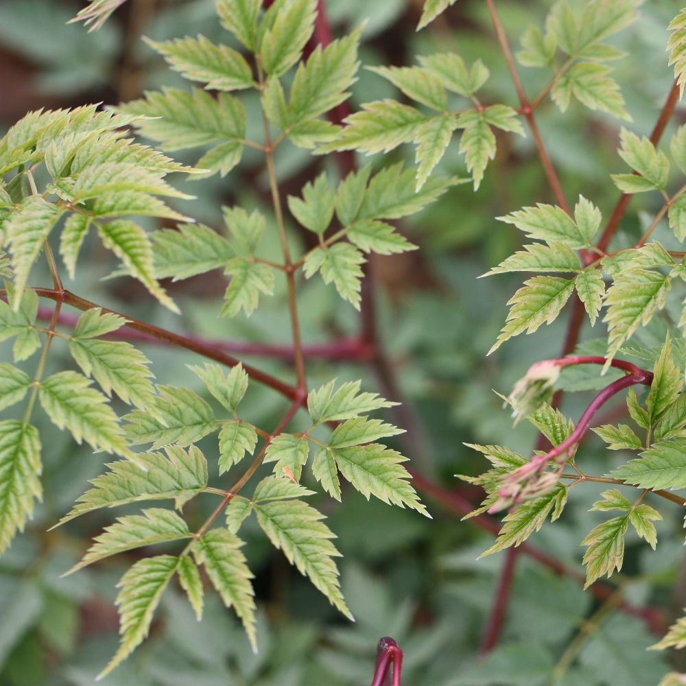 <i>Aruncus</i> 'Horatio'