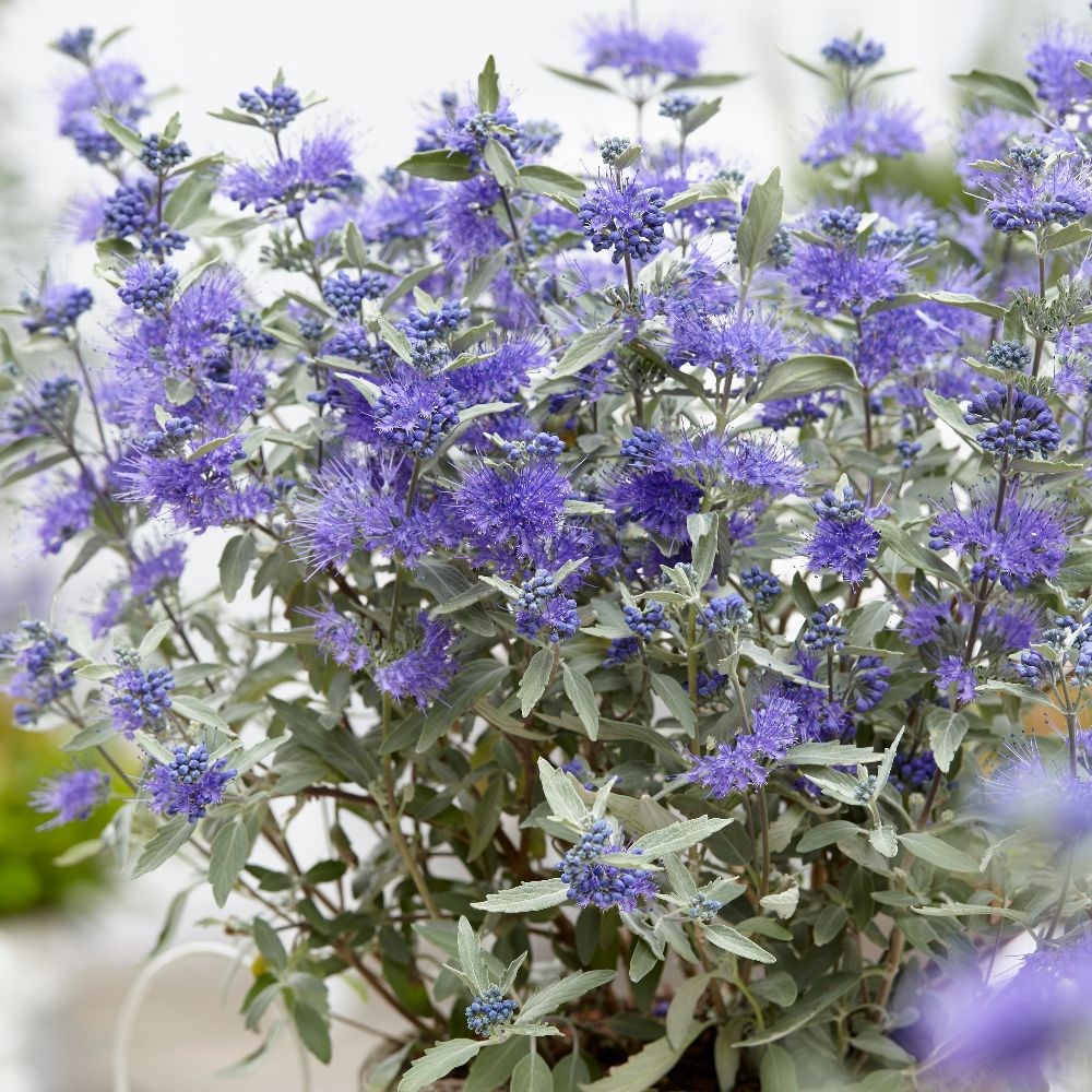 <i>Caryopteris × clandonensis</i> <b class=small-caps>Sterling Silver</b> ('Lissilv') (PBR)
