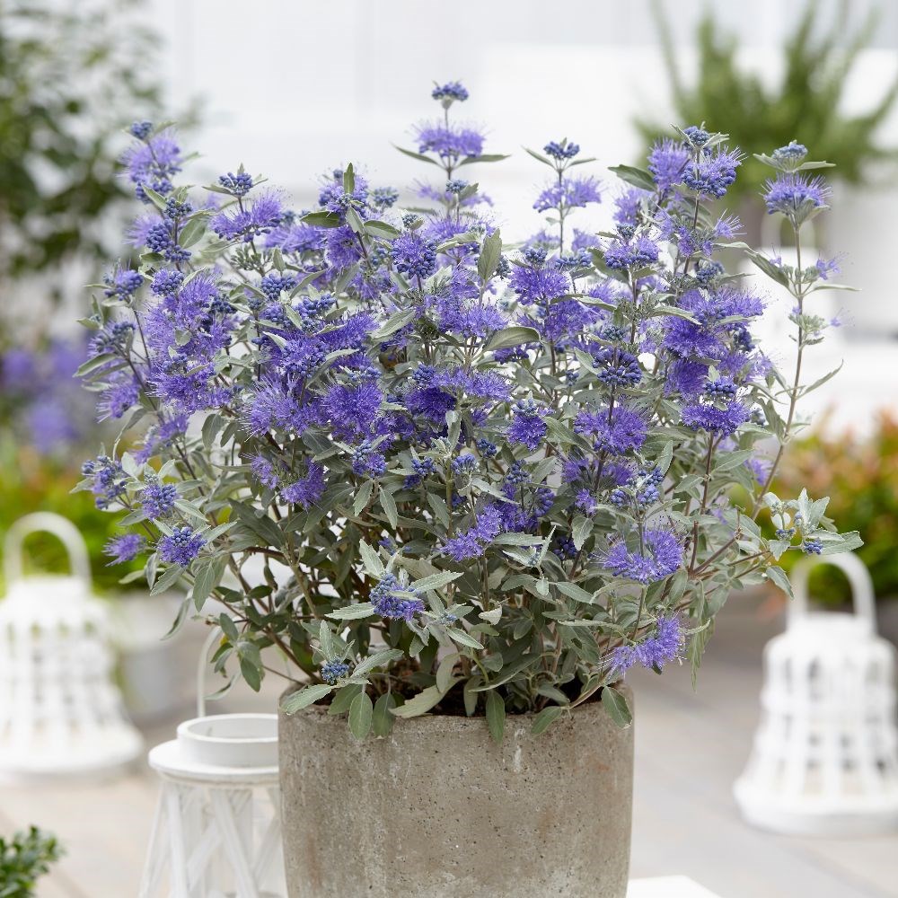 <i>Caryopteris × clandonensis</i> <b class=small-caps>Sterling Silver</b> ('Lissilv') (PBR)