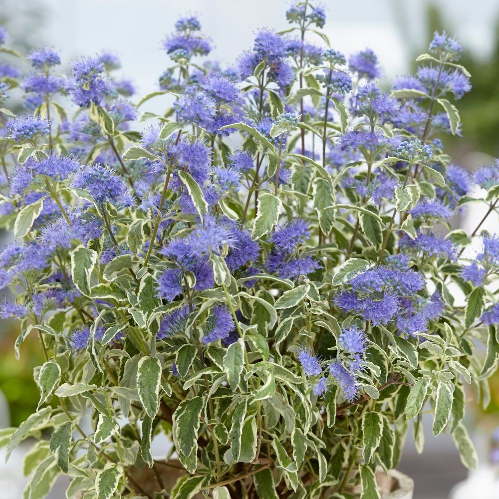 <i>Caryopteris × clandonensis</i> 'White Surprise' (PBR)