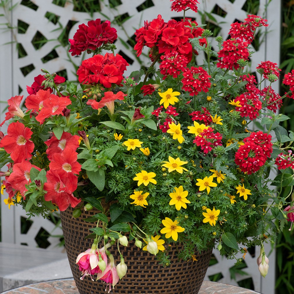 Heat wave - Easyplanter for hanging baskets & patio pots