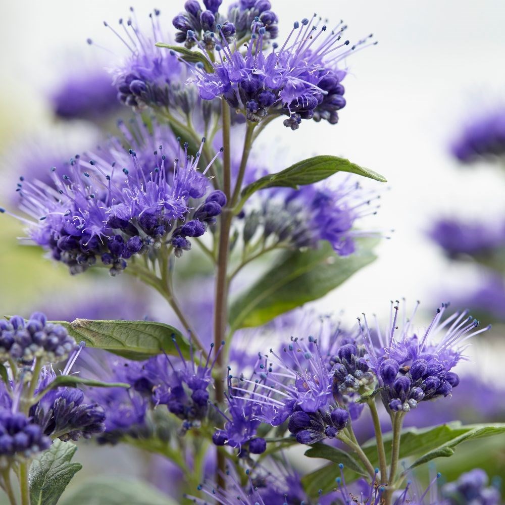 <i>Caryopteris × clandonensis</i> <b class=small-caps>Grand Bleu</b> ('Inoveris') (PBR)