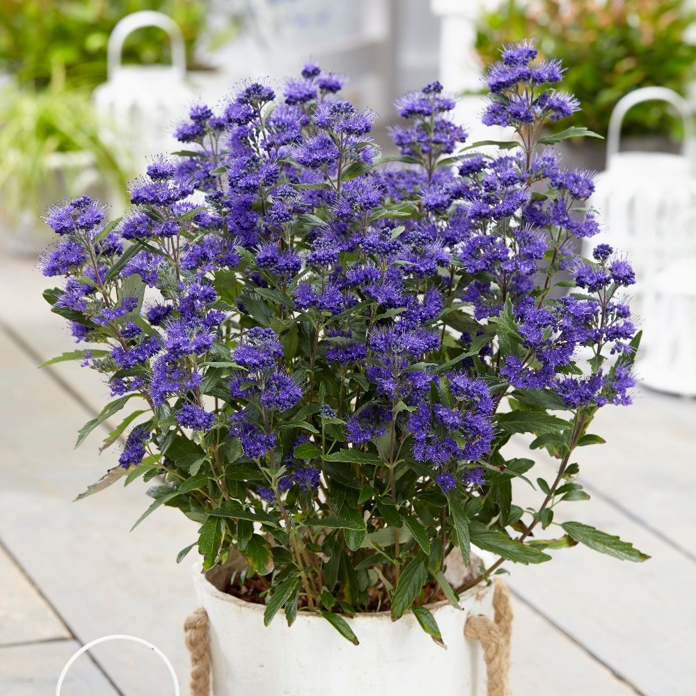 <i>Caryopteris × clandonensis</i> <b class=small-caps>Grand Bleu</b> ('Inoveris') (PBR)