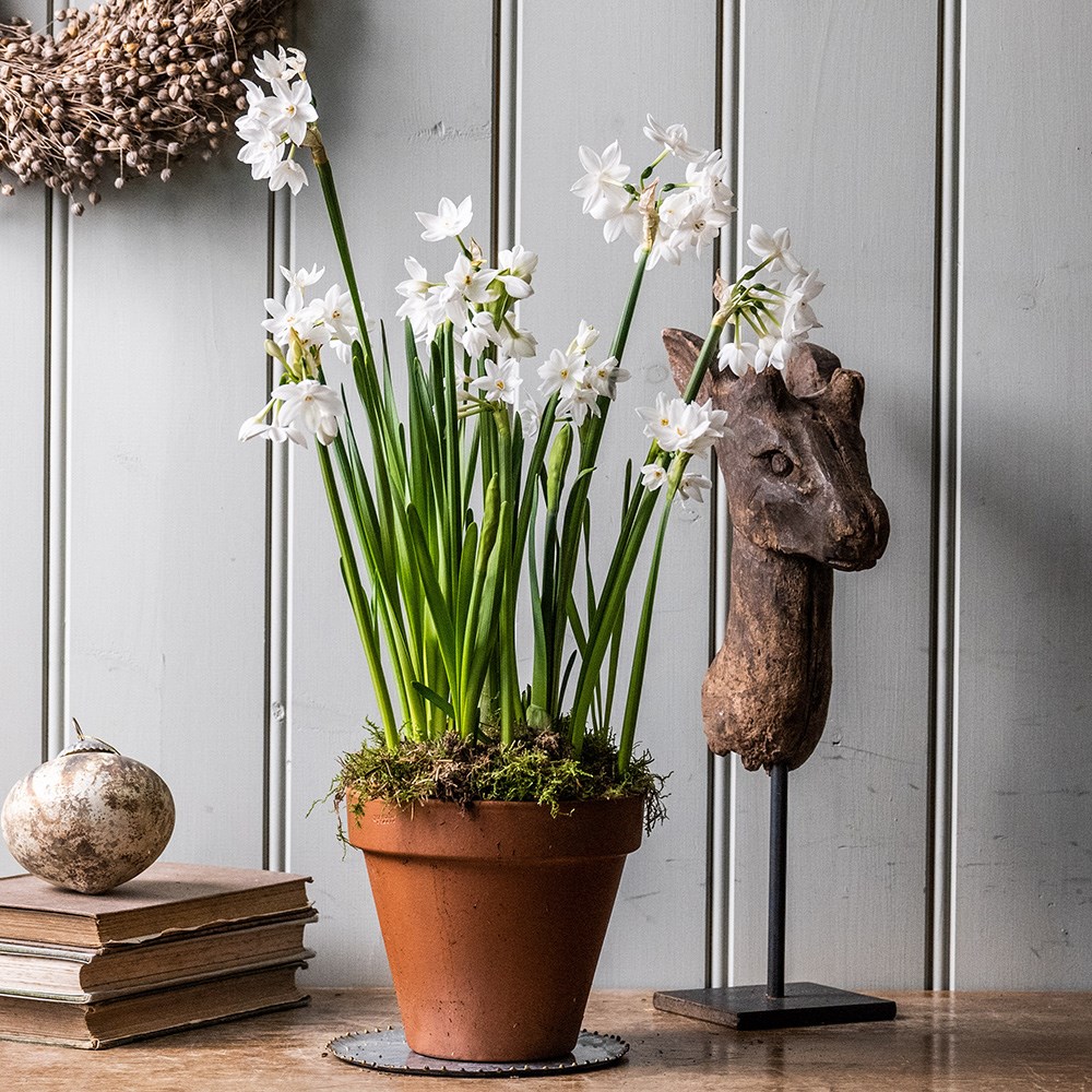 Perfumed paperwhites