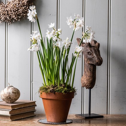 Perfumed paperwhites in 16cm terracotta pot