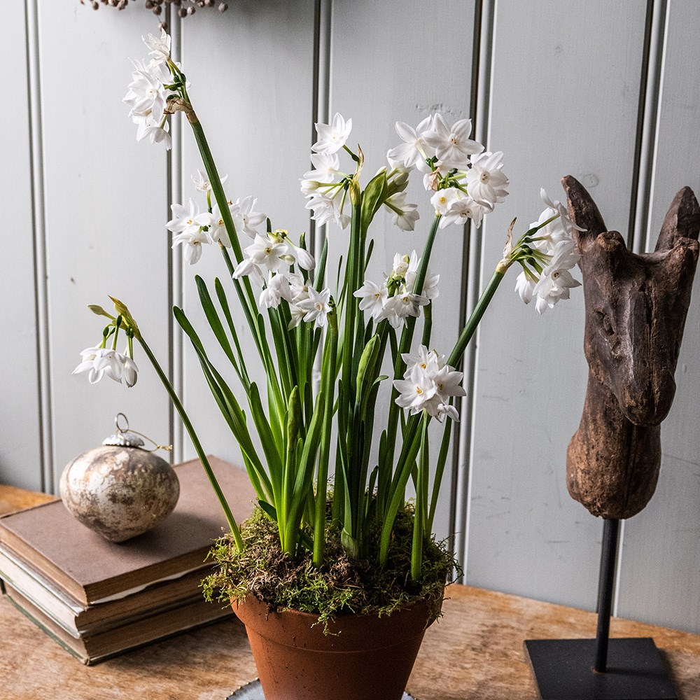 Perfumed paperwhites