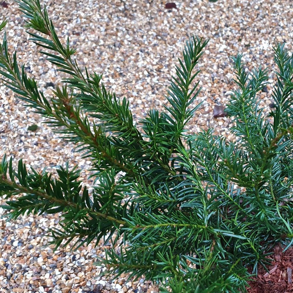 <i>Taxus baccata</i> 'Repandens'