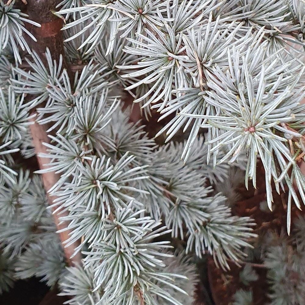 <I>Cedrus atlantica </i> (Glauca group) 'Glauca'