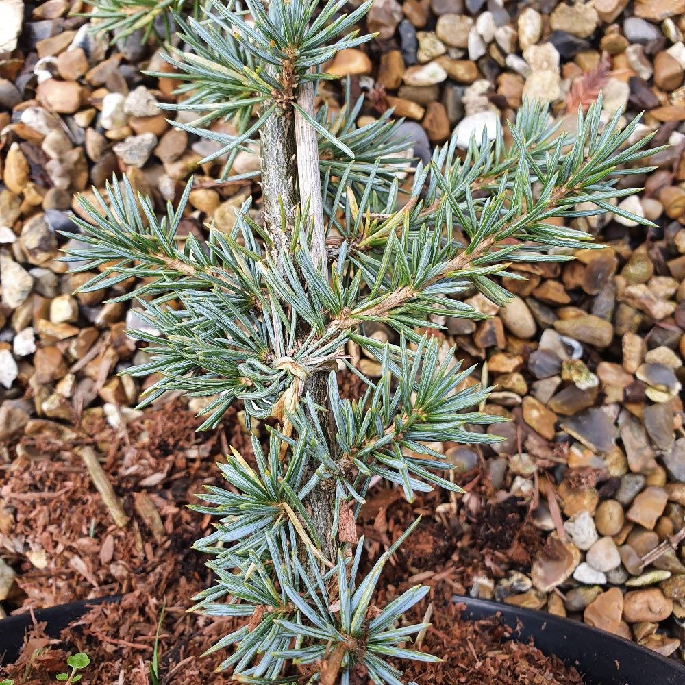 <I>Cedrus atlantica </i> (Glauca group) 'Glauca'