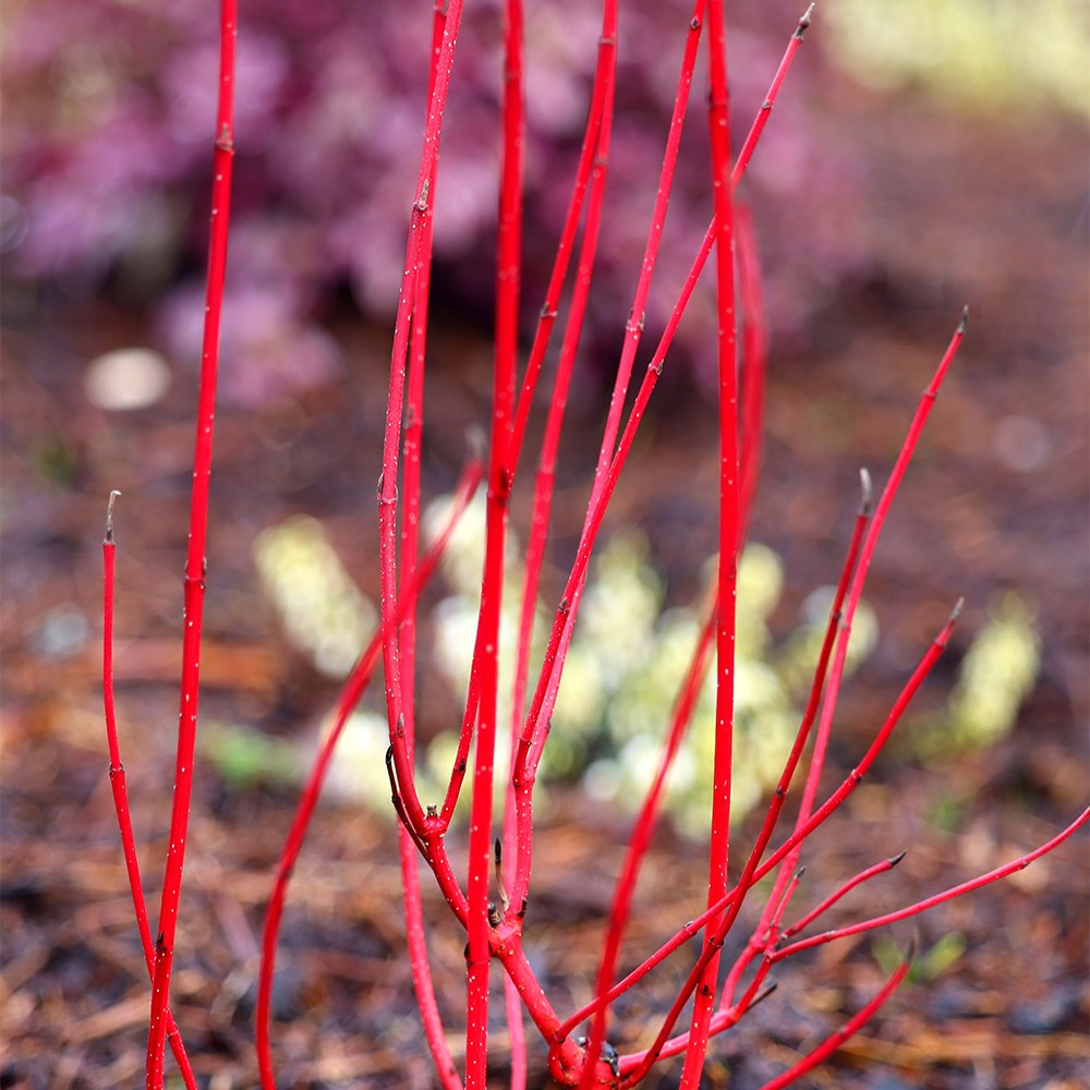 <i>Cornus alba</i> <b class=small-caps>Baton Rouge</b> ('Minbat') (PBR)