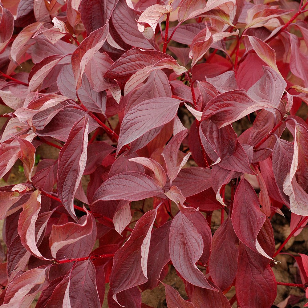 <i>Cornus alba</i> <b class=small-caps>Baton Rouge</b> ('Minbat') (PBR)
