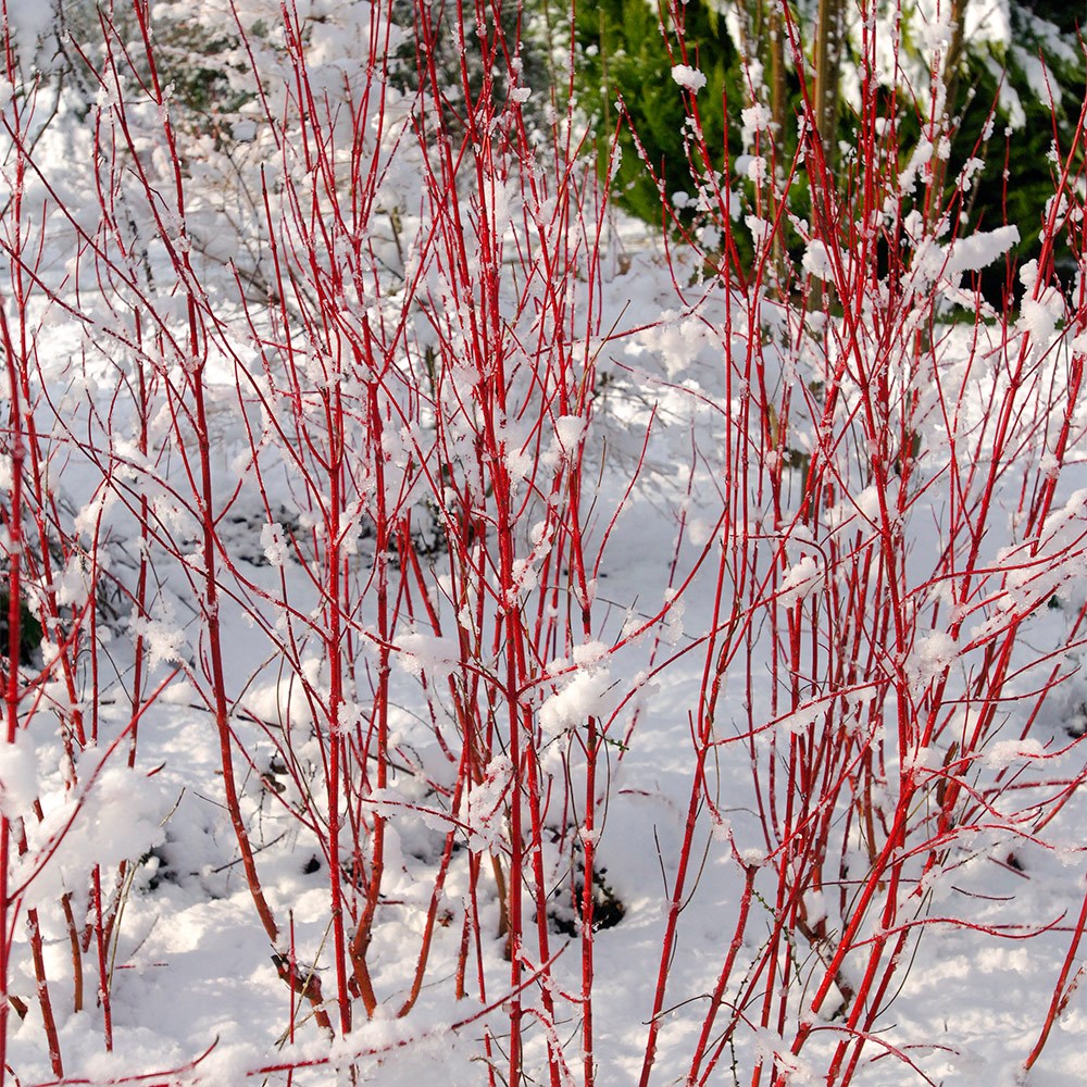<i>Cornus alba</i> <b class=small-caps>Baton Rouge</b> ('Minbat') (PBR)