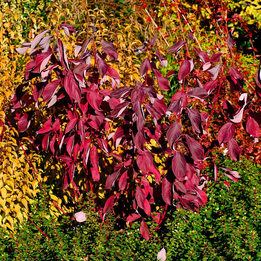<i>Cornus alba</i> <b class=small-caps>Baton Rouge</b> ('Minbat') (PBR)