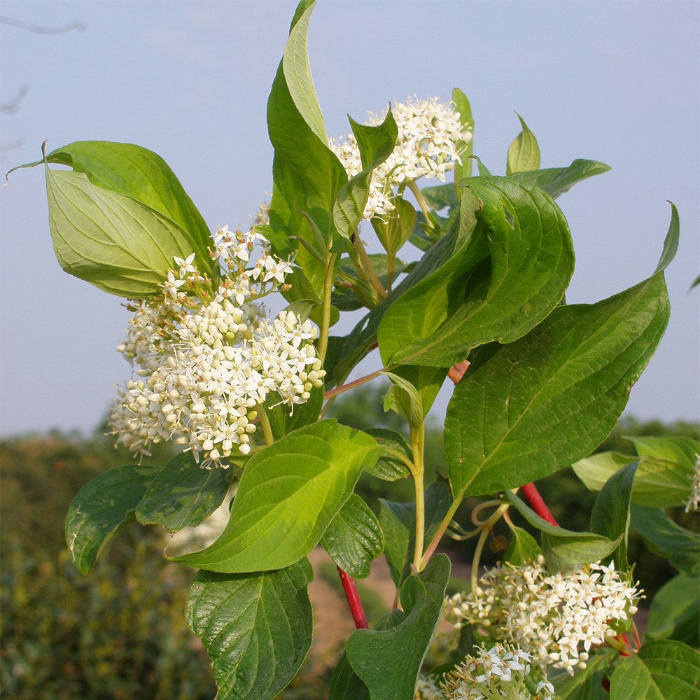 <i>Cornus alba</i> <b class=small-caps>Baton Rouge</b> ('Minbat') (PBR)