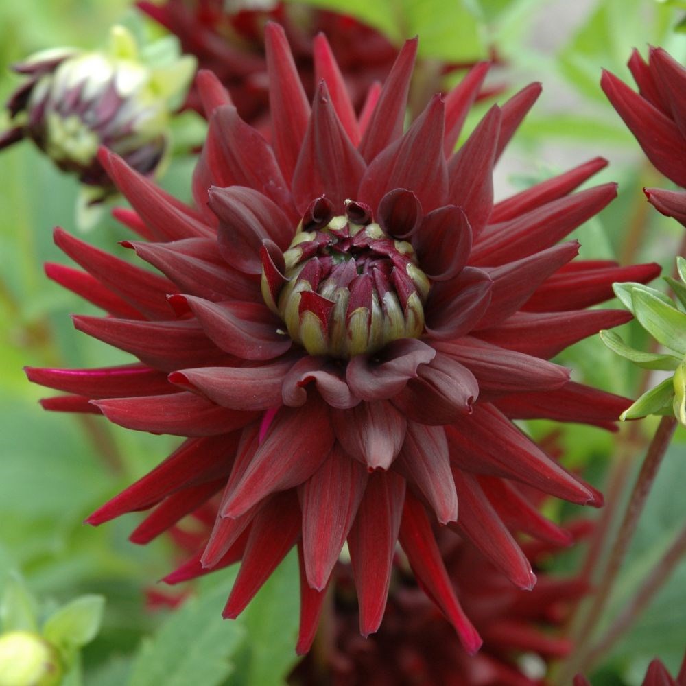 <i>Dahlia</i> 'Tamburo'