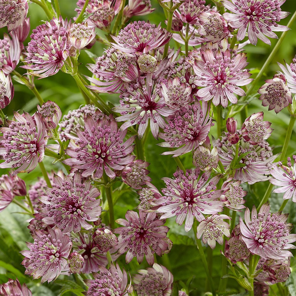 <i>Astrantia major</i> 'Sparkling Stars Pink' (Sparkling Stars Series)