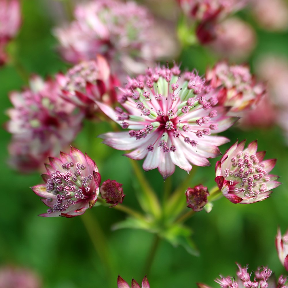 <i>Astrantia major</i> 'Sparkling Stars Pink' (Sparkling Stars Series)