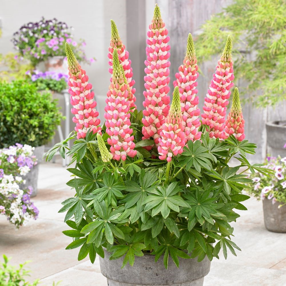 <i>Lupinus</i> <b class=small-caps>Rachel de Thame</b> ('Wclradeth') (PBR)