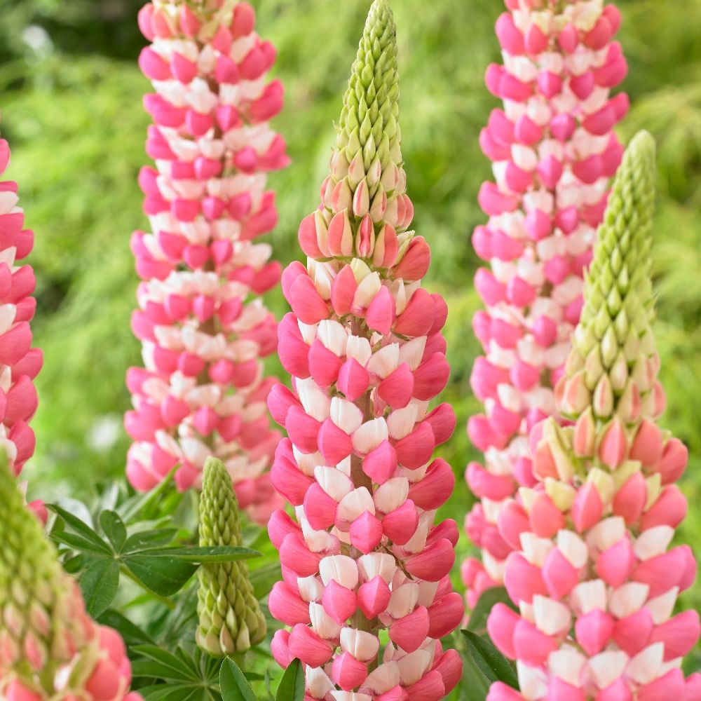 <i>Lupinus</i> <b class=small-caps>Rachel de Thame</b> ('Wclradeth') (PBR)