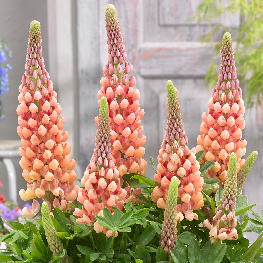 <I>Lupinus</i> 'Salmon Star' (PBR)