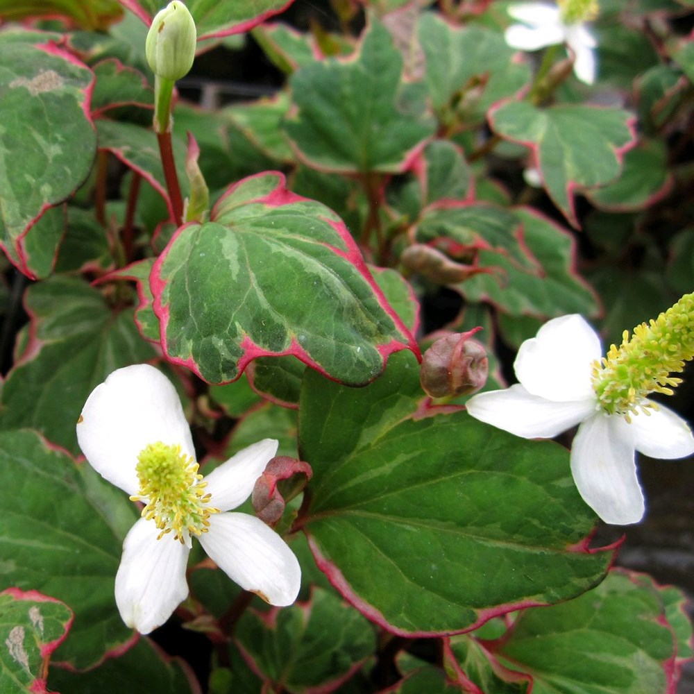 <i>Houttuynia cordata</i> 'Boo-Boo'