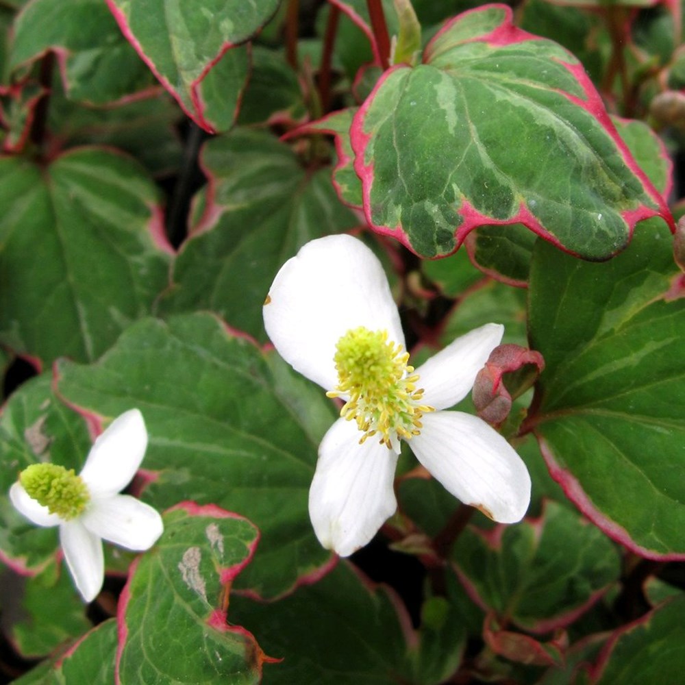 <i>Houttuynia cordata</i> 'Boo-Boo'