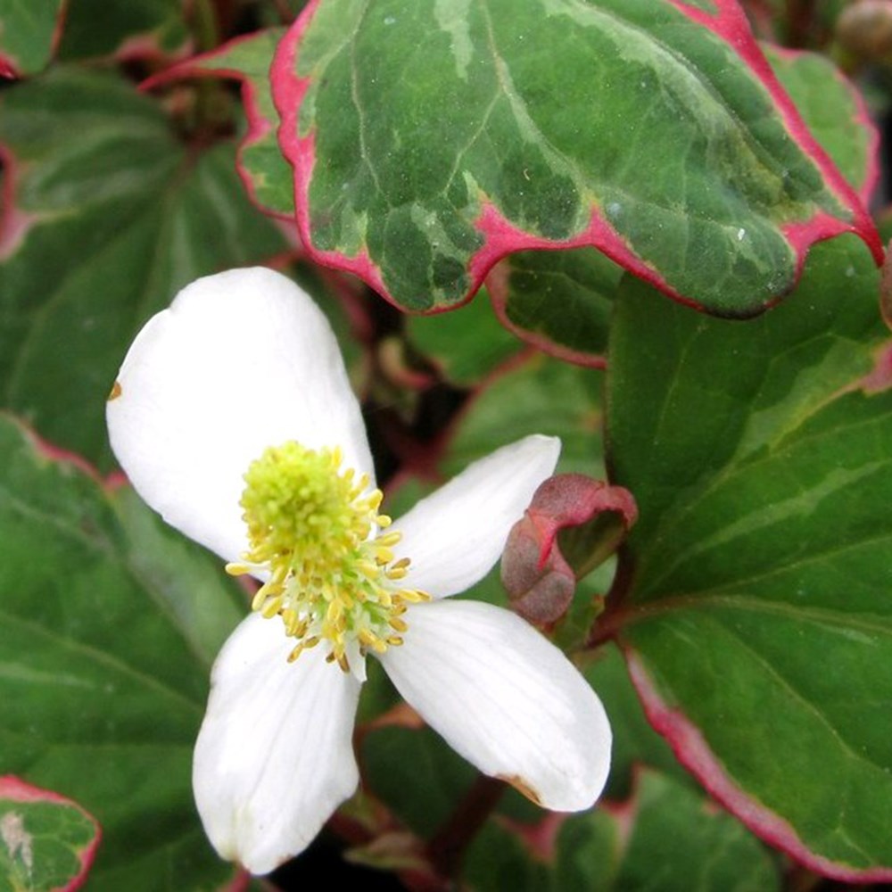 <i>Houttuynia cordata</i> 'Boo-Boo'