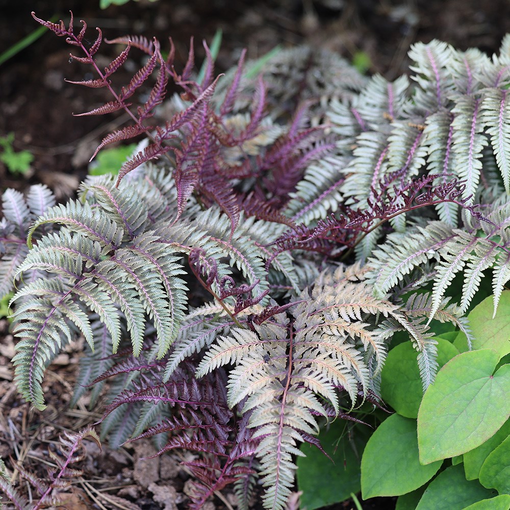 <i>Athyrium niponicum</i> var. <i>pictum</i> 'Red Beauty'