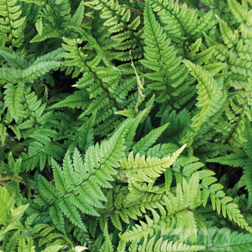 <i>Polystichum tsussimense</i> 