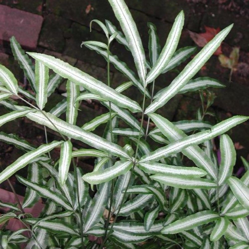 <i>Pteris nipponica</i> 