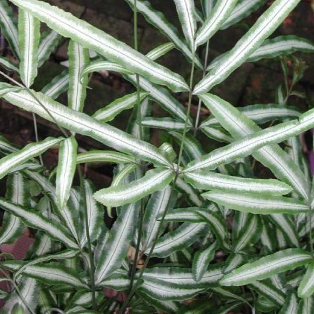 <i>Pteris nipponica</i> 