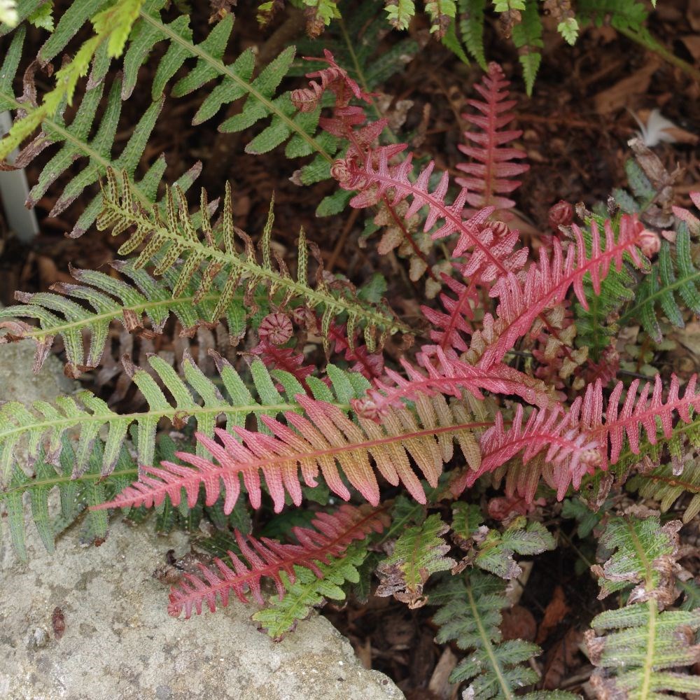 <i>Doodia aspera</i> 'Rough Ruby'