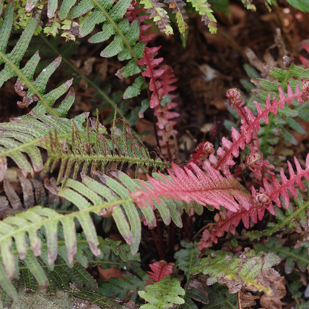 <i>Doodia aspera</i> 'Rough Ruby'