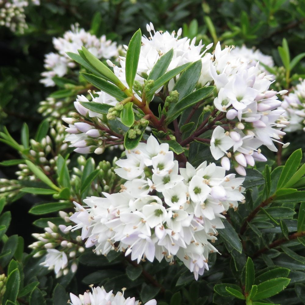 <i>Veronica</i> 'Celine'
