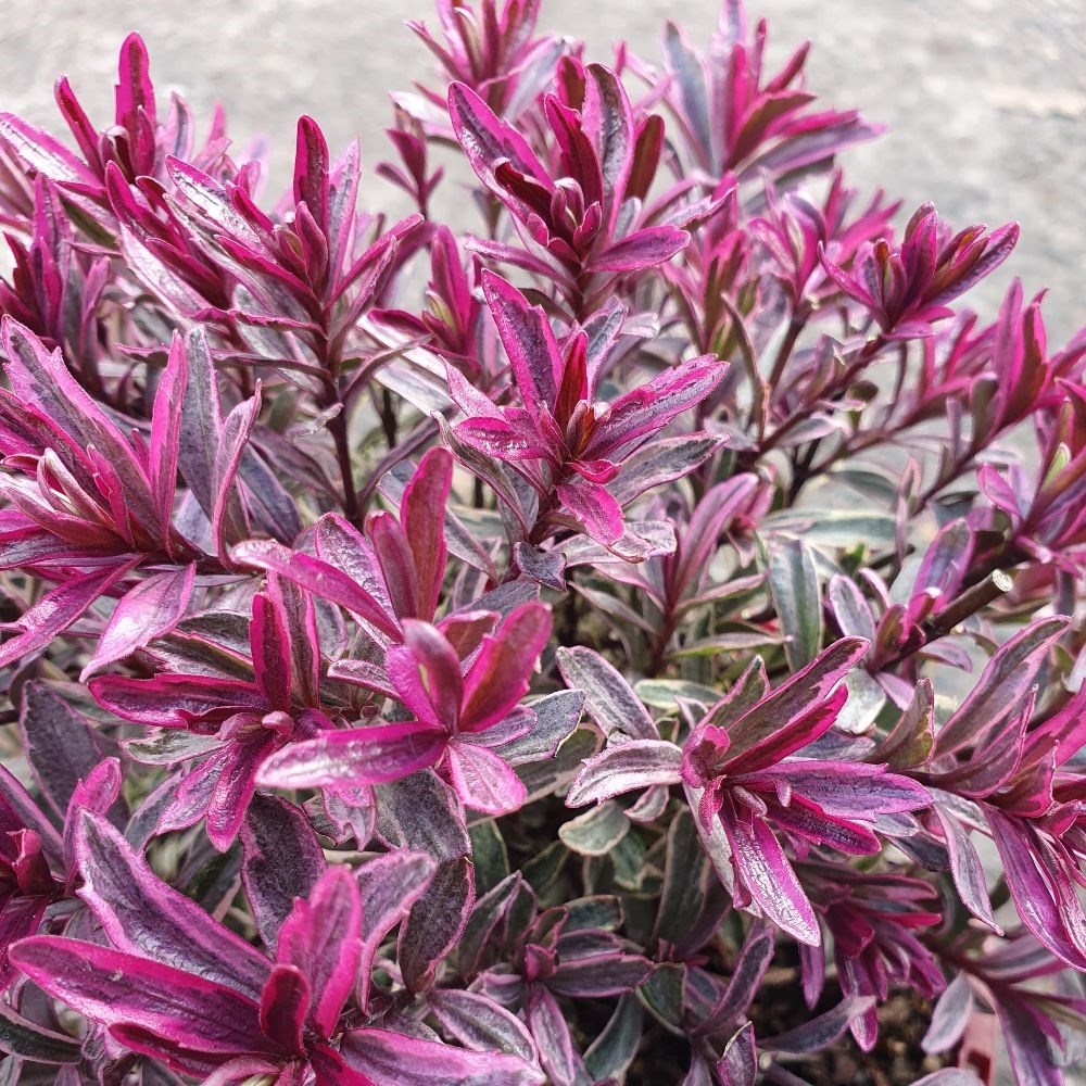 <i>Veronica</i> 'Burning Heart'