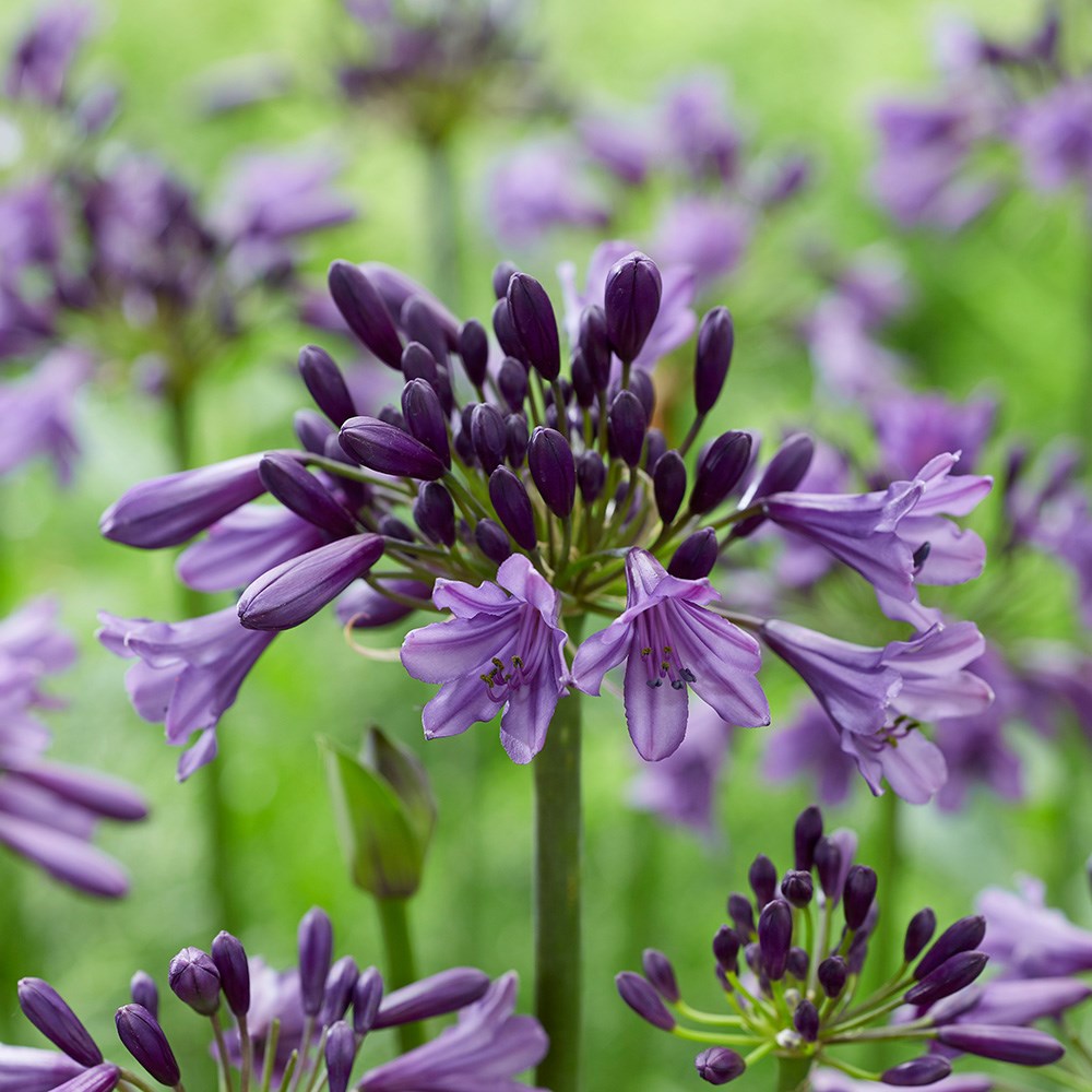 <i>Agapanthus</I> <b class=small-caps>Poppin' Purple</b> ('MP003') (PBR) (Everpanthus Series)