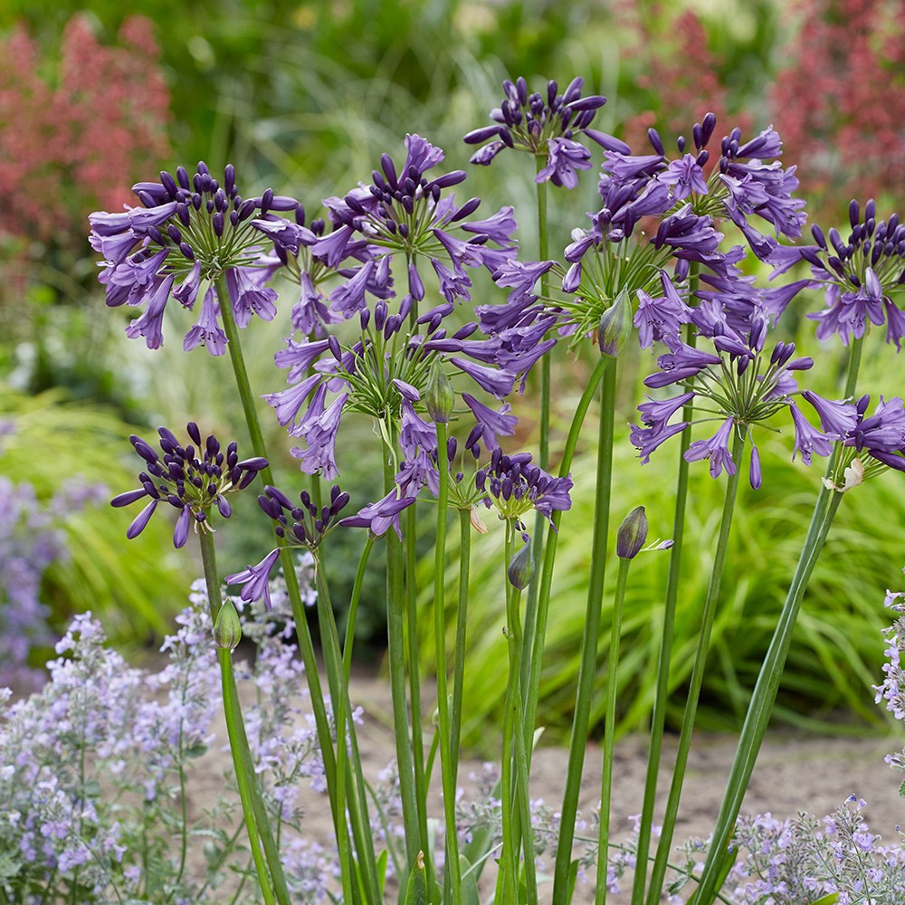 <i>Agapanthus</I> <b class=small-caps>Poppin' Purple</b> ('MP003') (PBR) (Everpanthus Series)