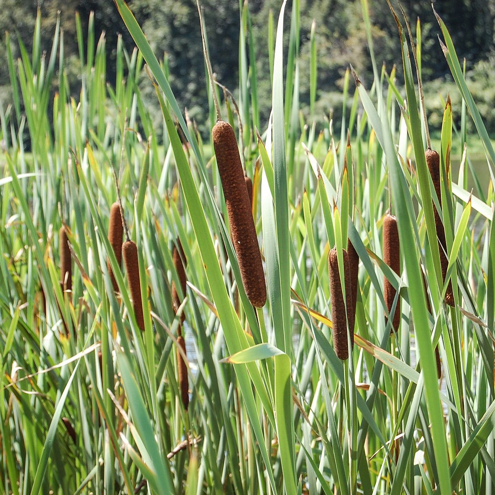 <i>Typha angustifolia</i> 