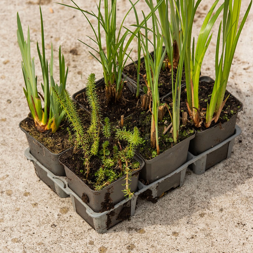 Water purifying plant collection