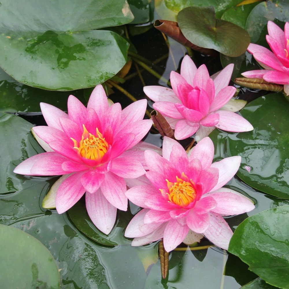 <i>Nymphaea</i> 'Attraction'