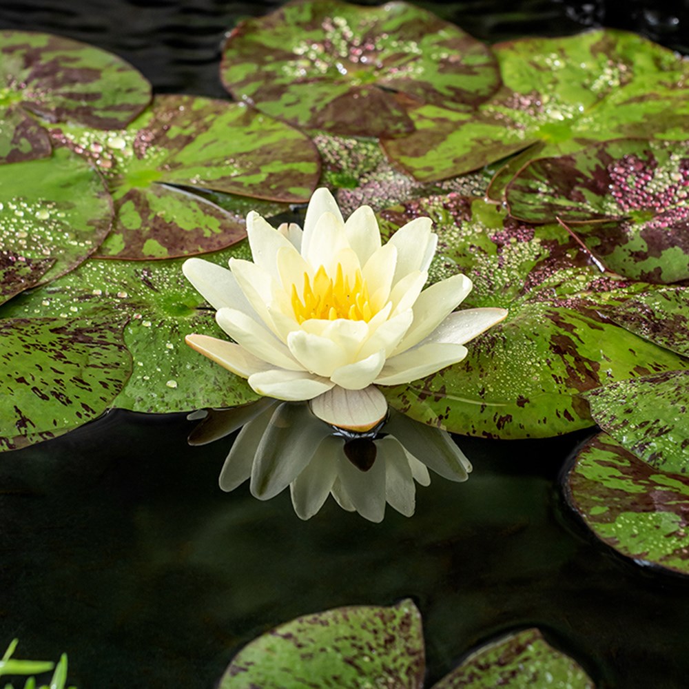 <i>Nymphaea</i> 'Marliacea Chromatella'