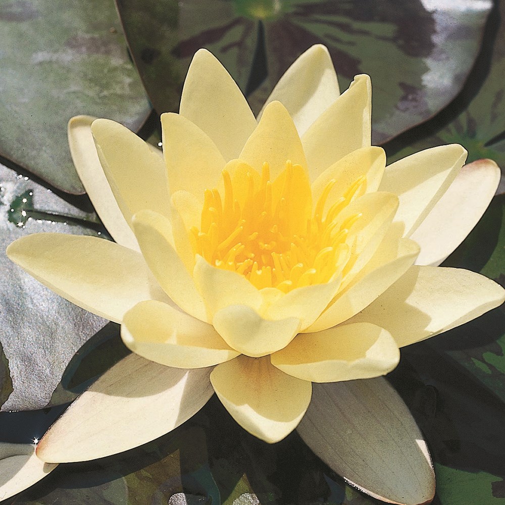 <i>Nymphaea</i> 'Marliacea Chromatella'