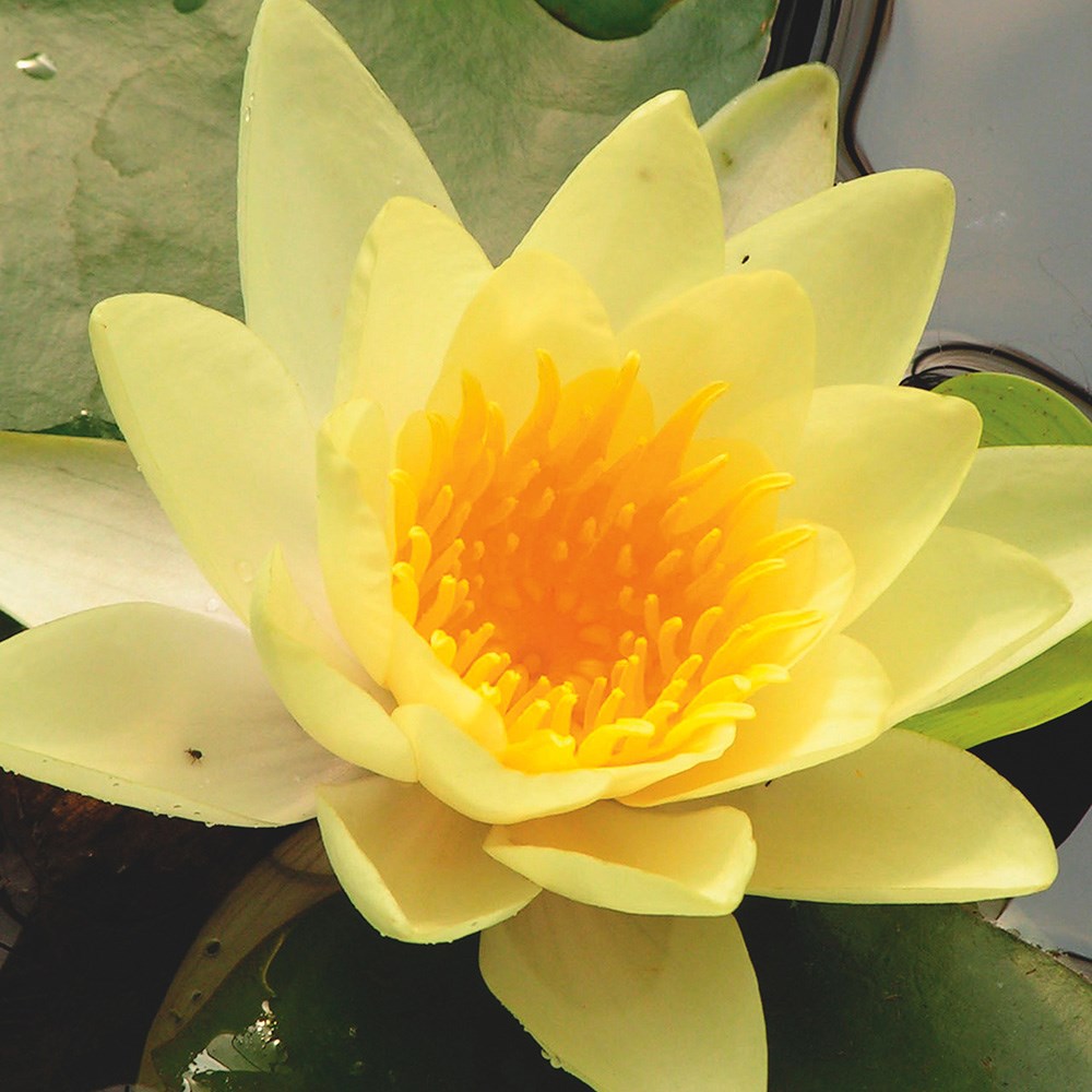 <i>Nymphaea</i> 'Yellow Sensation'