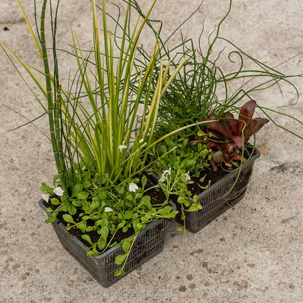 Mixed planted 18cm pond basket