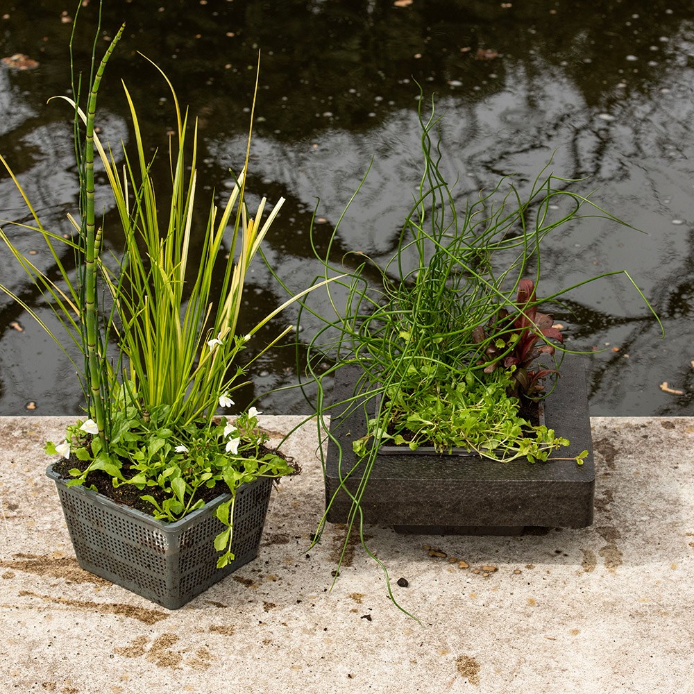 Mixed planted 18cm pond basket